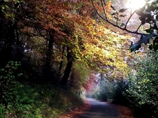 TREES4TW - Updated 15.12.20 - NOW CLOSED